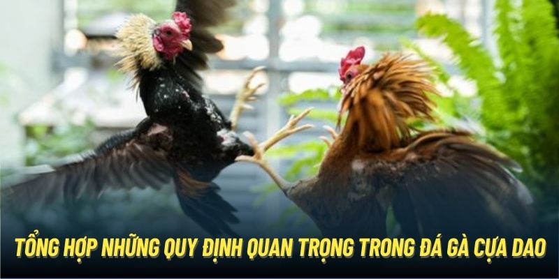 Tổng hợp những quy định quan trọng trong đá gà cựa dao